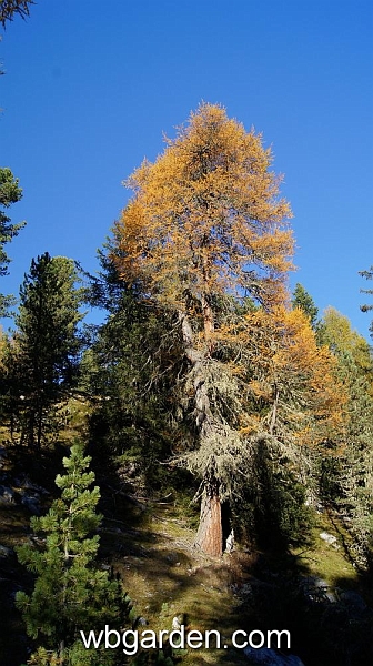 wbgarden alps 125.JPG